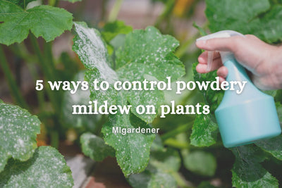 Five Ways To Control Powdery Mildew On Plants