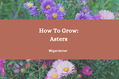 How to Grow Asters - Complete Growing Guide