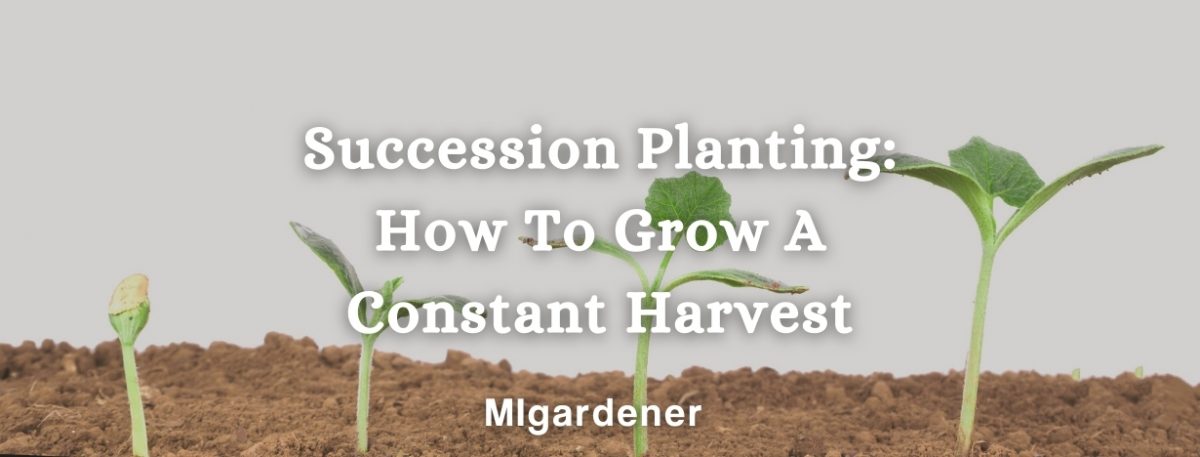 Succession Planting How To Grow A Constant Harvest MIgardener