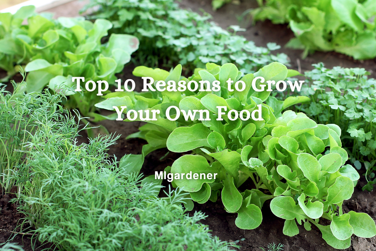 Top 10 reasons To Grow Your Own Food – MIgardener