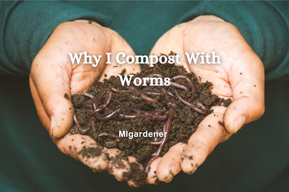 Why I Compost with Worms – MIgardener