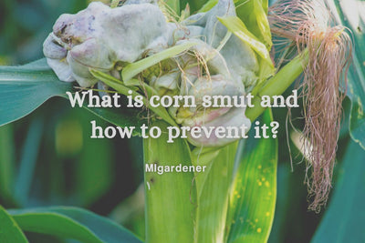 What is Corn Smut?!? (And How to Prevent It)