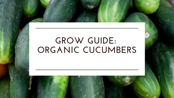 Organic Cucumbers