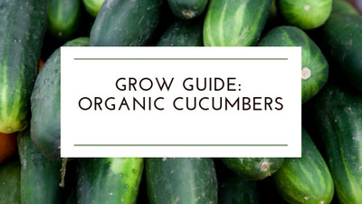 How To Grow: Organic Cucumbers