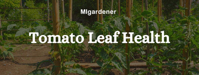 What Does Tomato Plant Leaf Curl Mean?