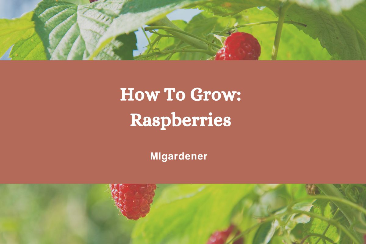 Raspberry Growing Guides, Tips, and Information