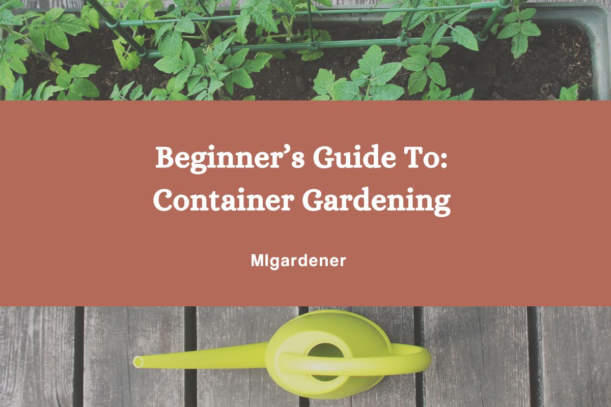 The Ultimate Guide to Container Gardening