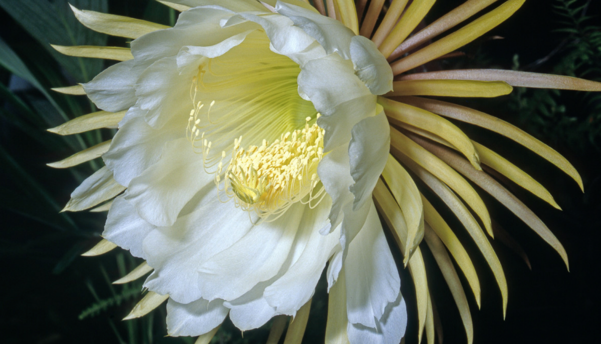 2 Night Blooming Cereus Rooted Plants, Epiphyllum Oxpetalum Huge Fragrant  Blooms