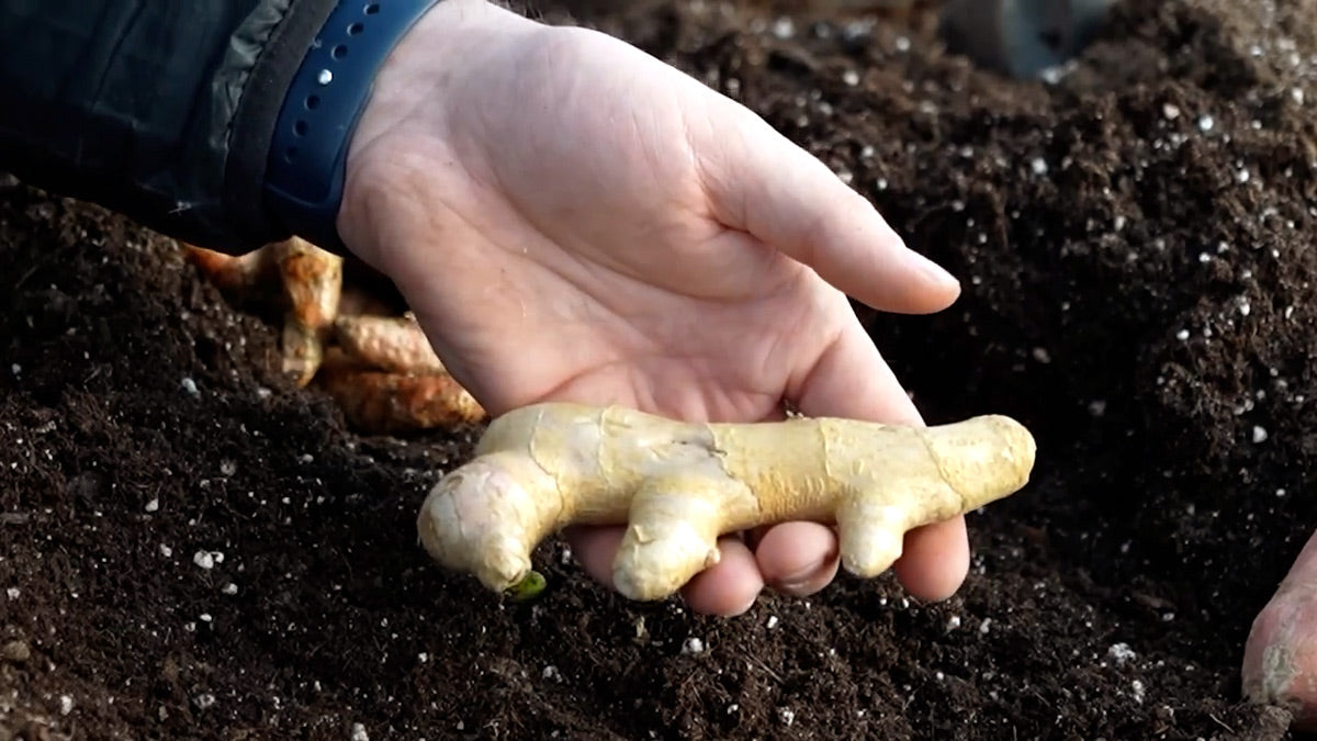 How to Grow Ginger at Home: A Complete Growing Guide  MIgardener