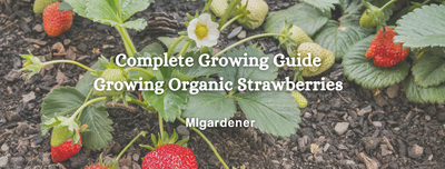 How To Grow: Organic Strawberries