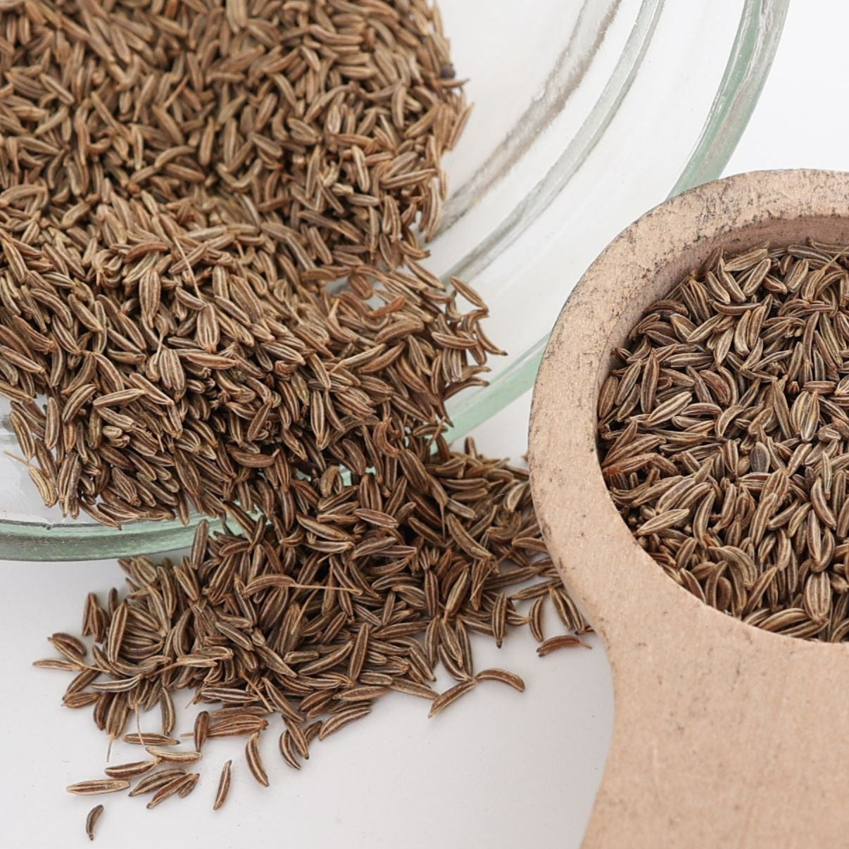 Caraway – MIgardener