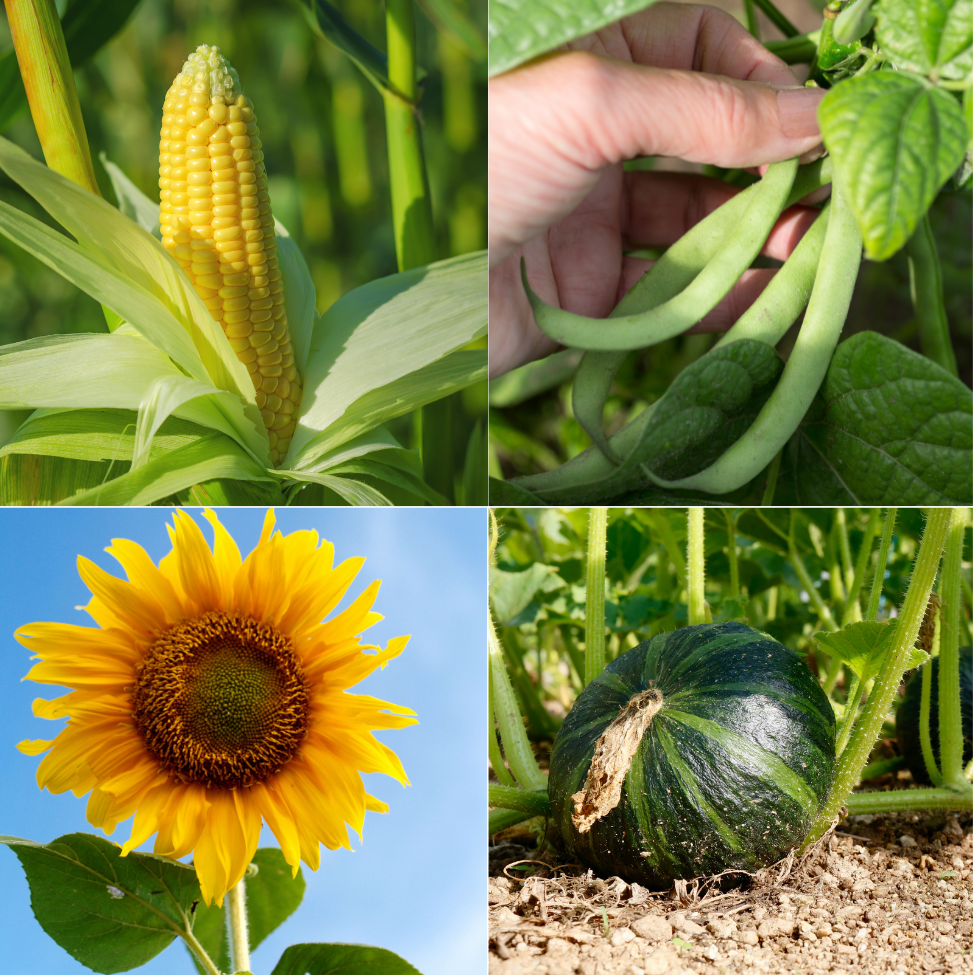 Grow Your Own Three Sisters Kit – MIgardener, image size:976x975