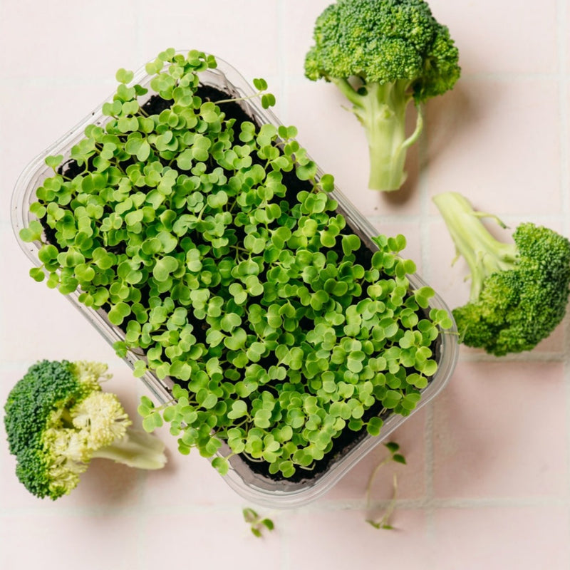 Broccoli Microgreen - 1 ounce