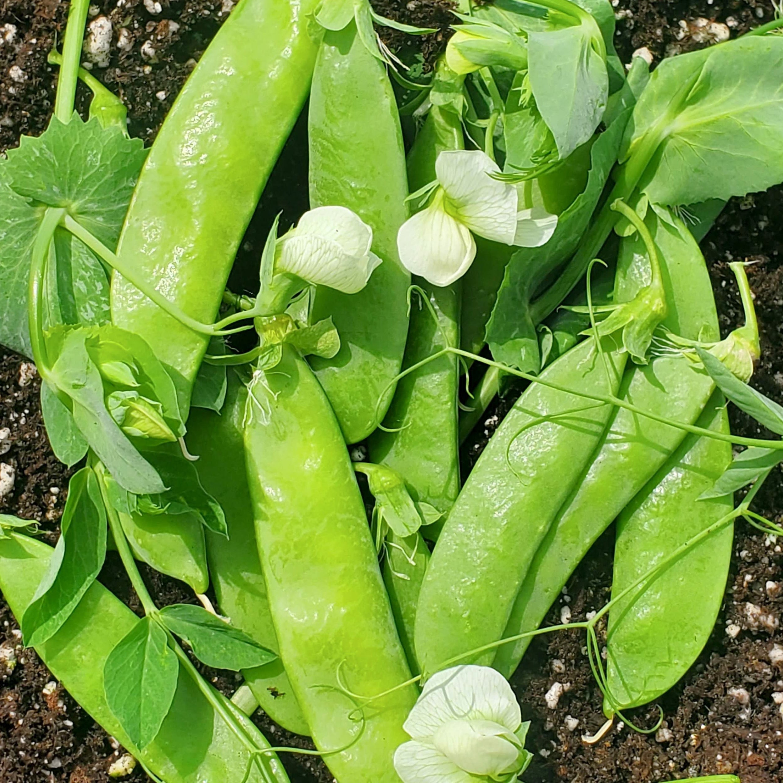 Blizzard Pea – MIgardener