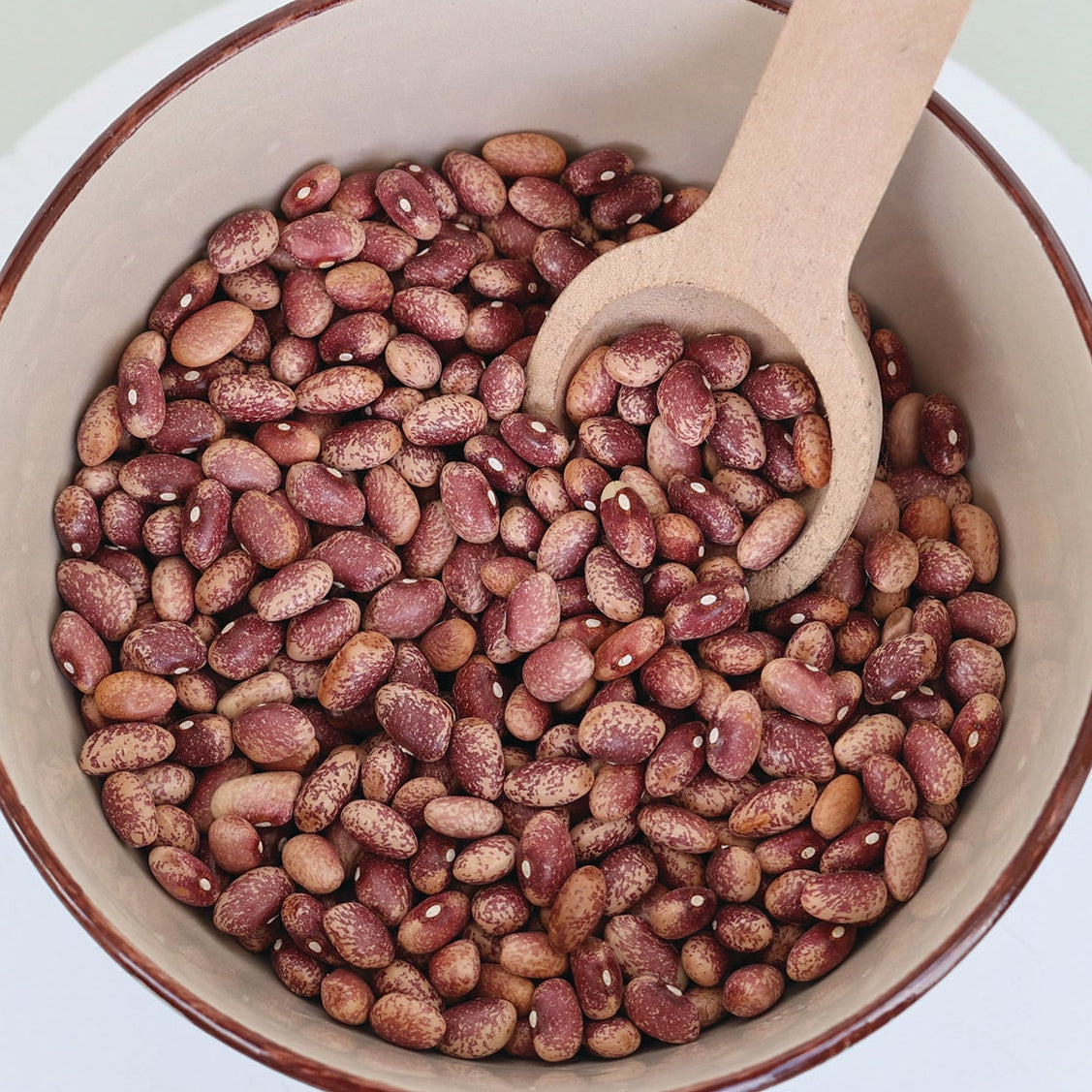 mayo garden seeds Flor de Mayo Bean (Bush) – MIgardener