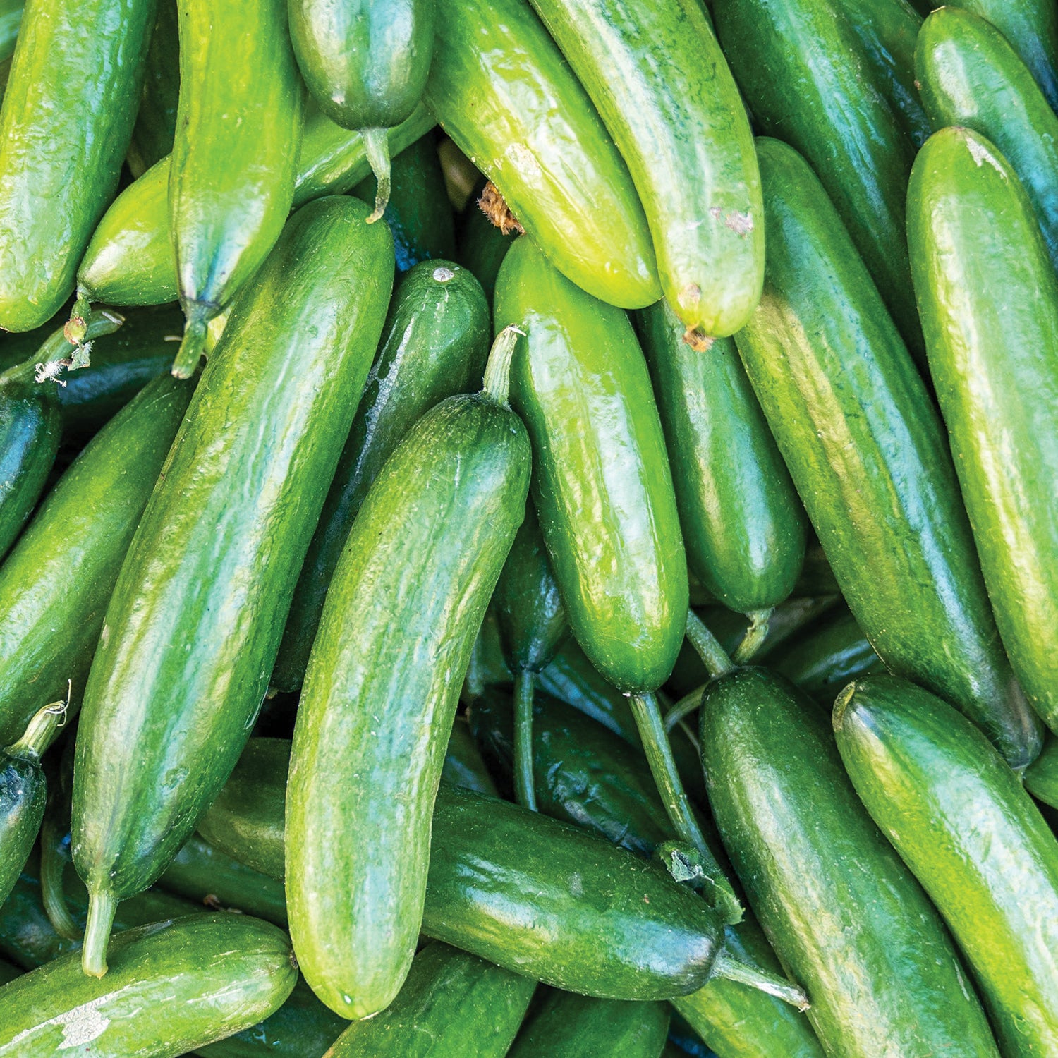 Marketer Cucumber – MIgardener