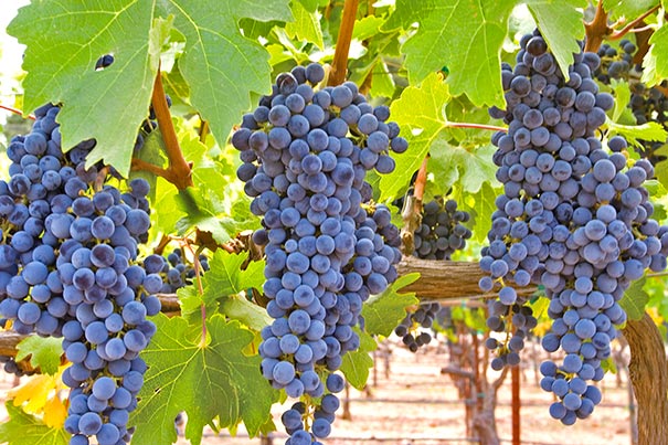 Concord Blue Seedless Grape