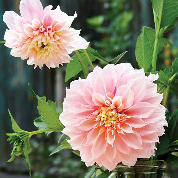 Café au Lait Dahlia Tuber