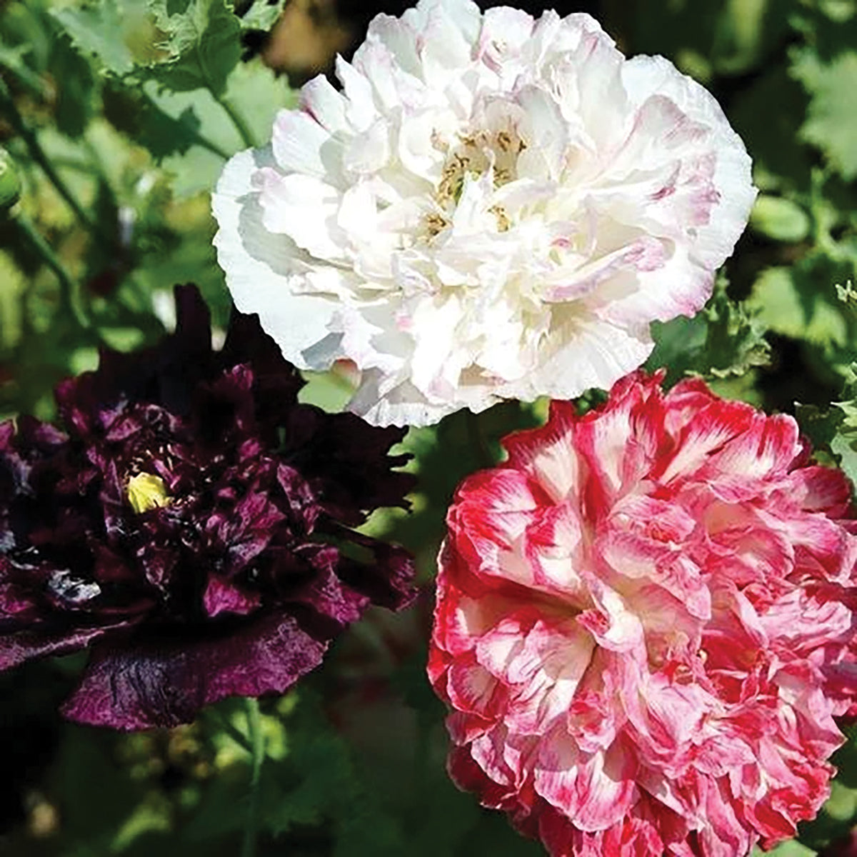Antique Shades Poppy – MIgardener