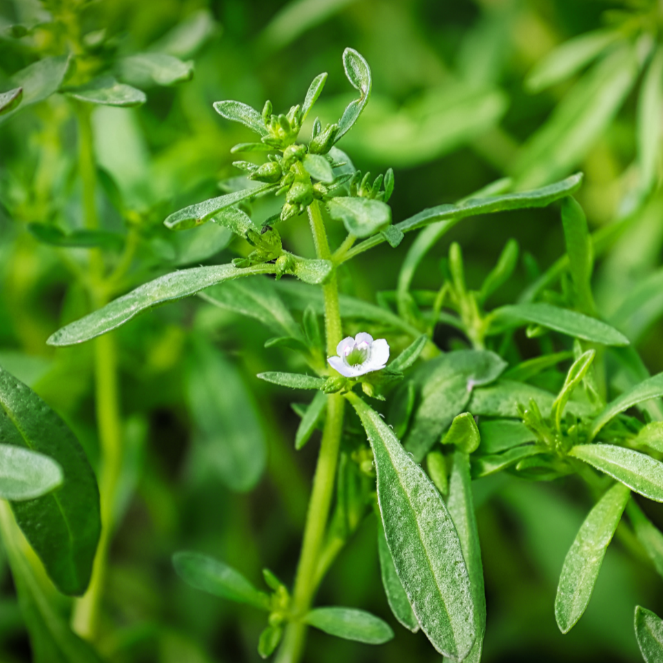 succulent & savory Summer Savory – MIgardener