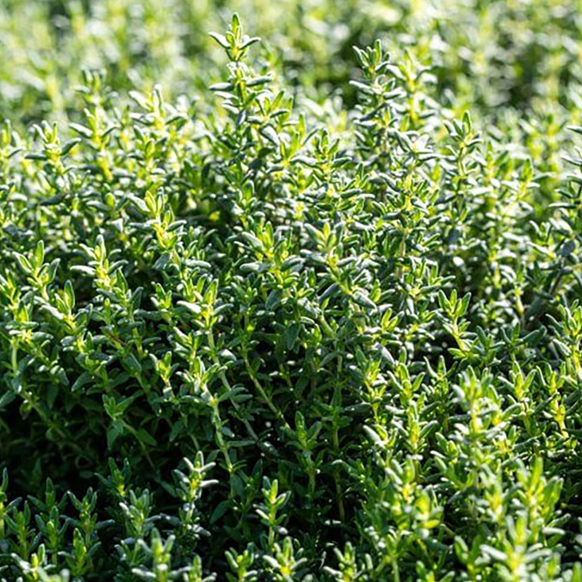 French Thyme MIgardener