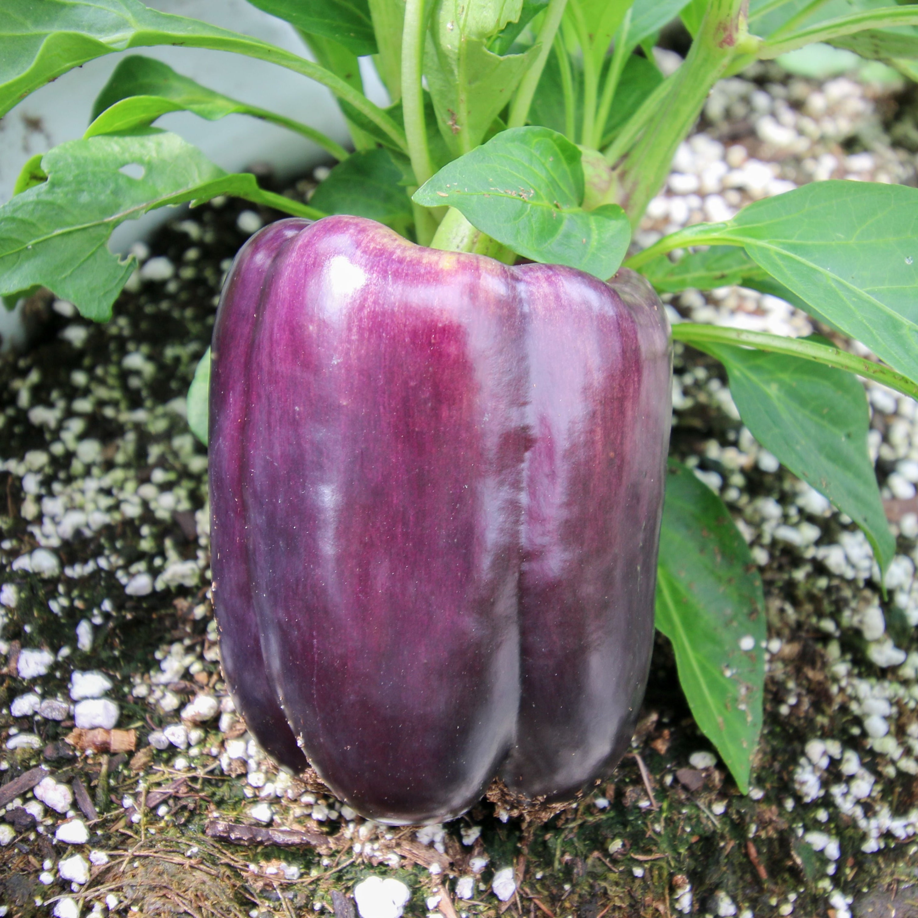 purple bell pepper plant Lilac Bell Pepper – MIgardener