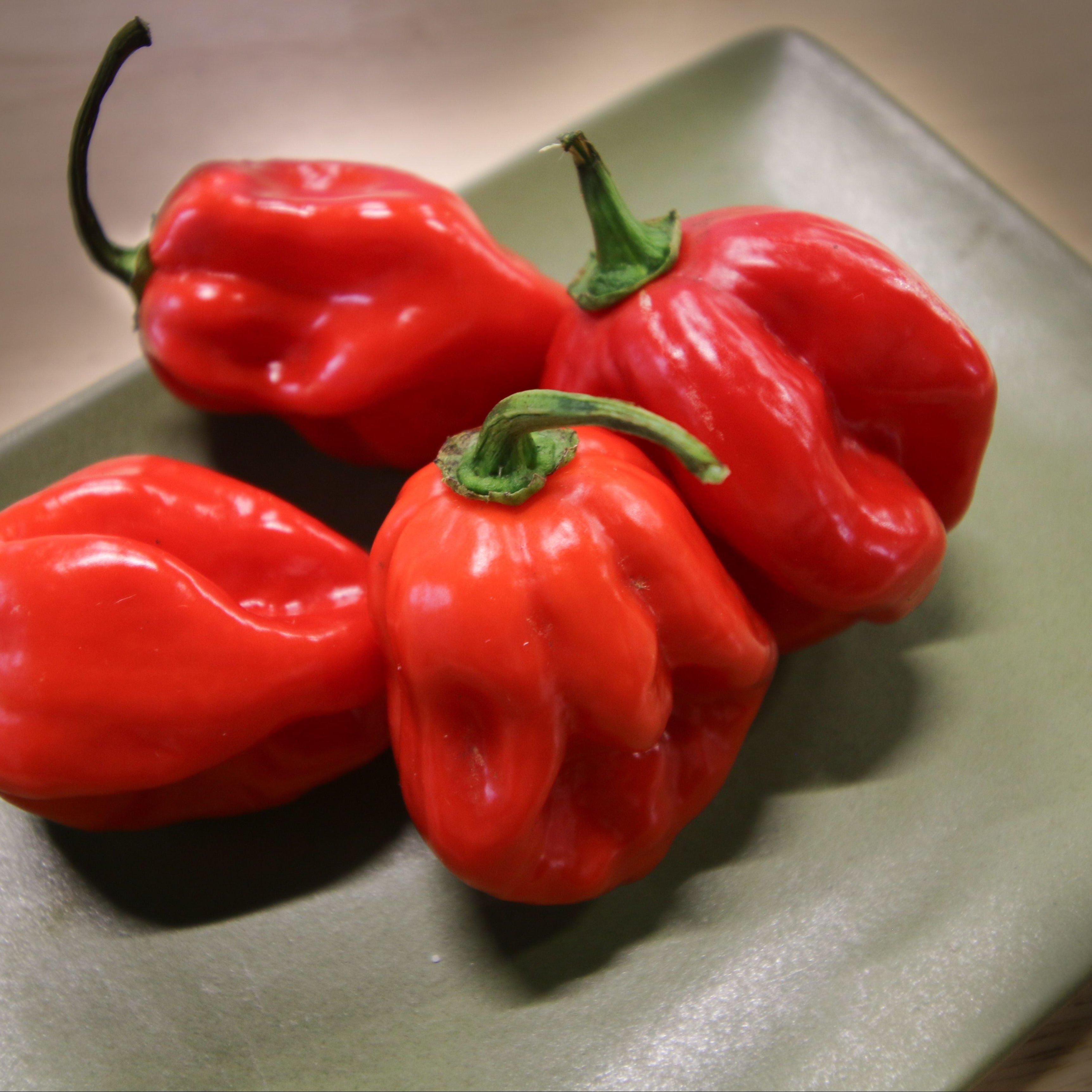 Caribbean Red Habanero Pepper – MIgardener