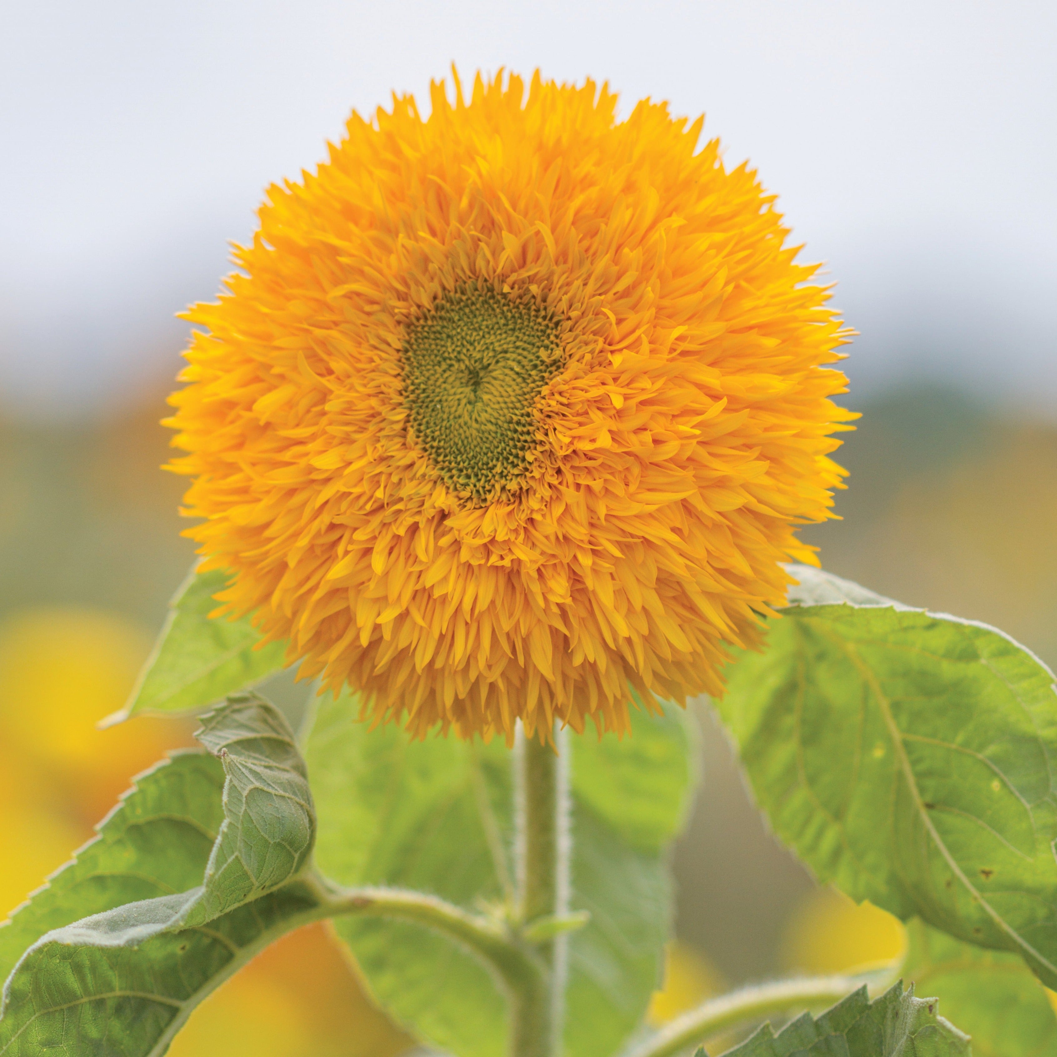 sunflower 2本 Sungold Tall Sunflower – MIgardener