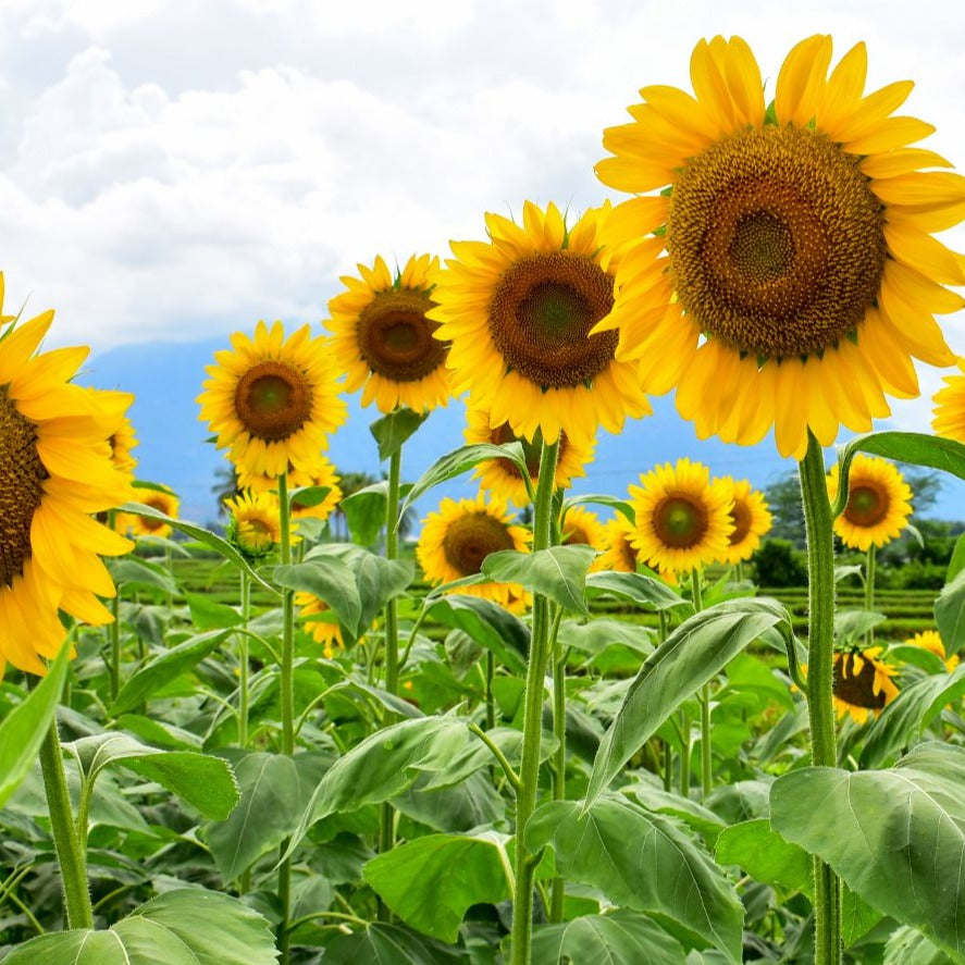 sunflower succulent Mammoth sunflower
