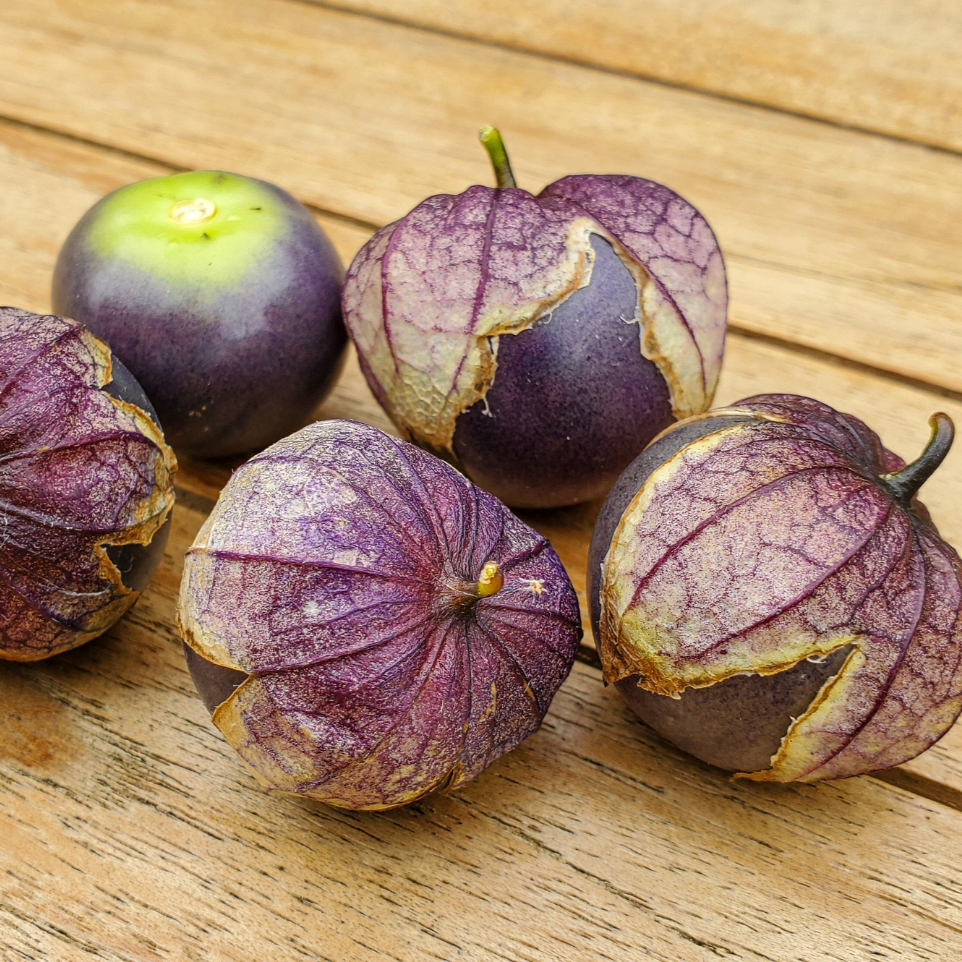 Purple Tomatillo – MIgardener
