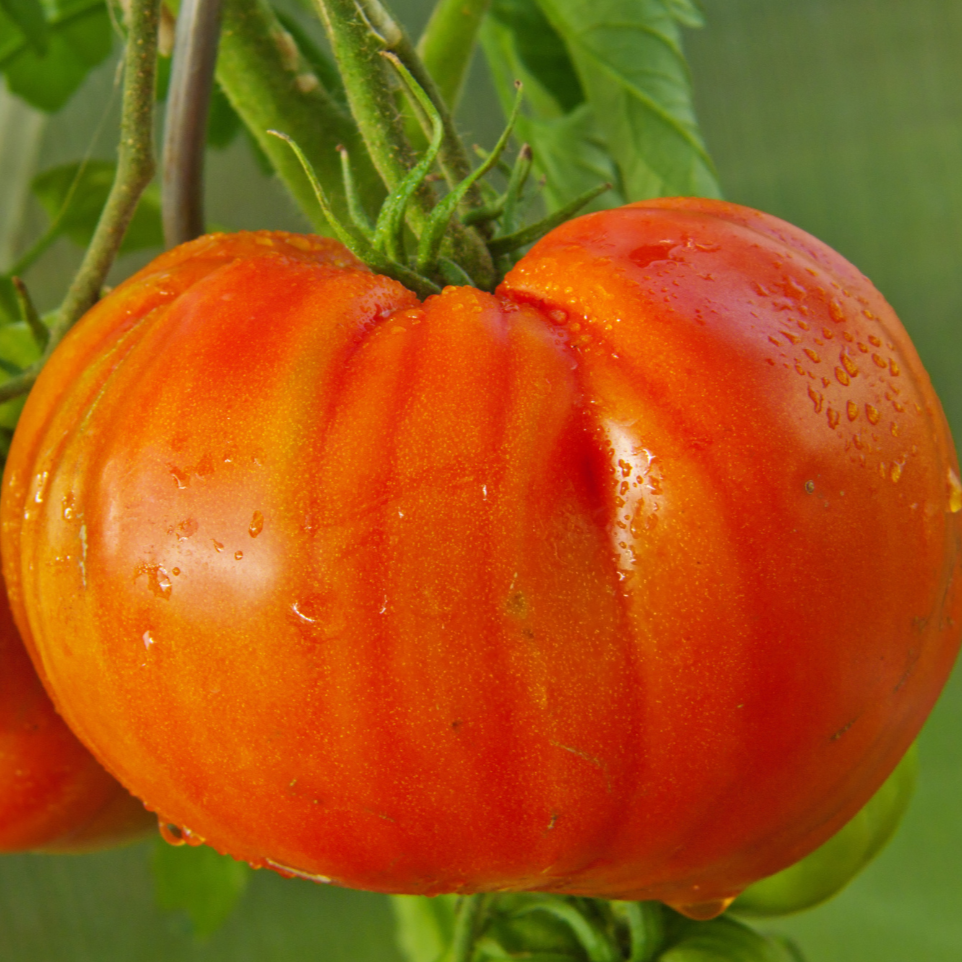 Abe Lincoln Tomato – MIgardener