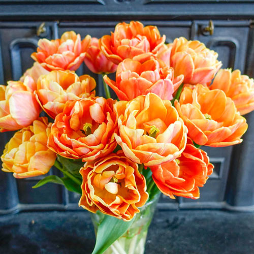 Foxy Foxtrot Tulip (5 ct) – MIgardener