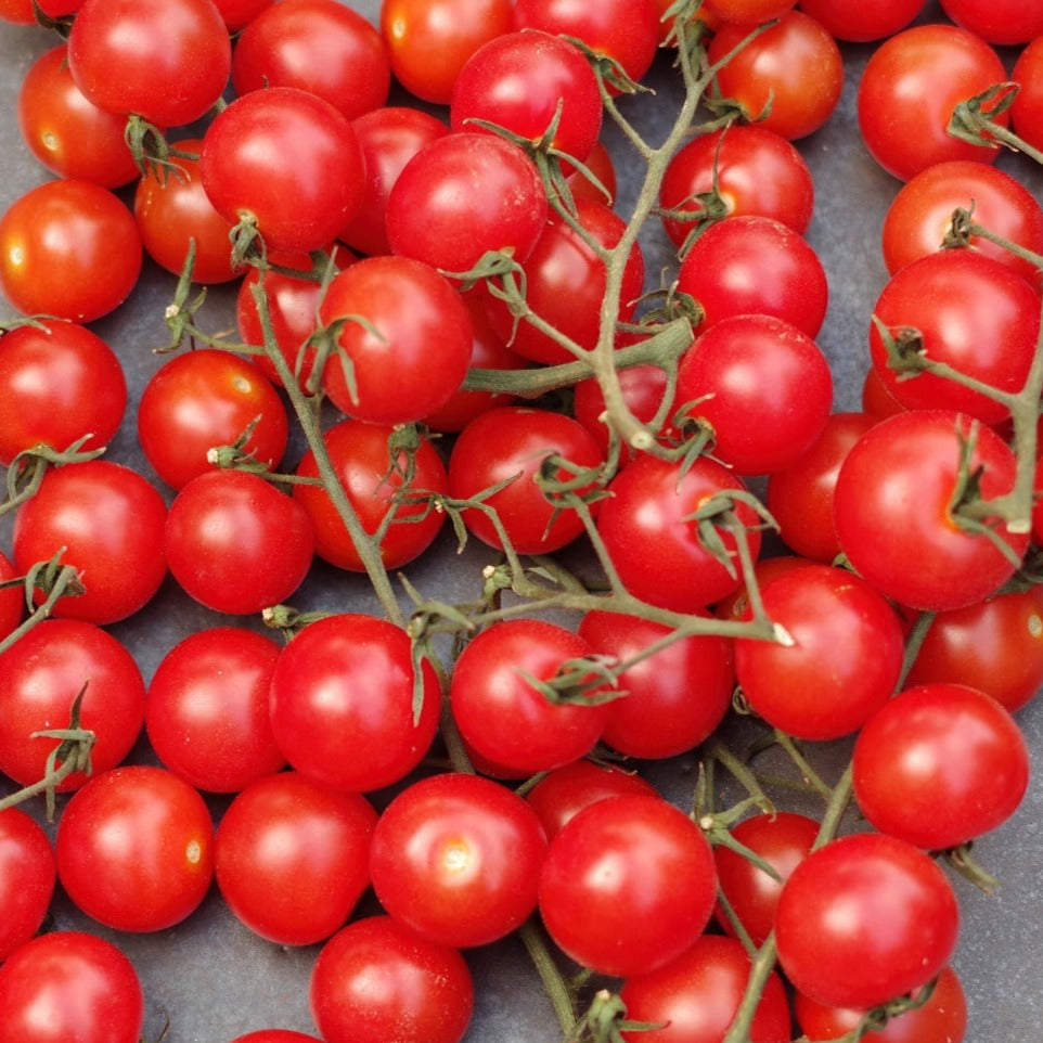 Red Centiflor Tomato – MIgardener