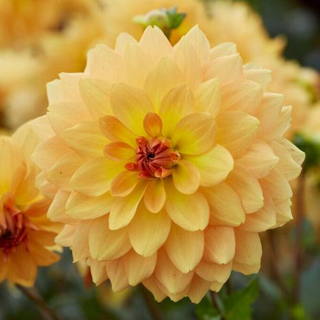 Decorative Dahlia Tuber: Karma Gold