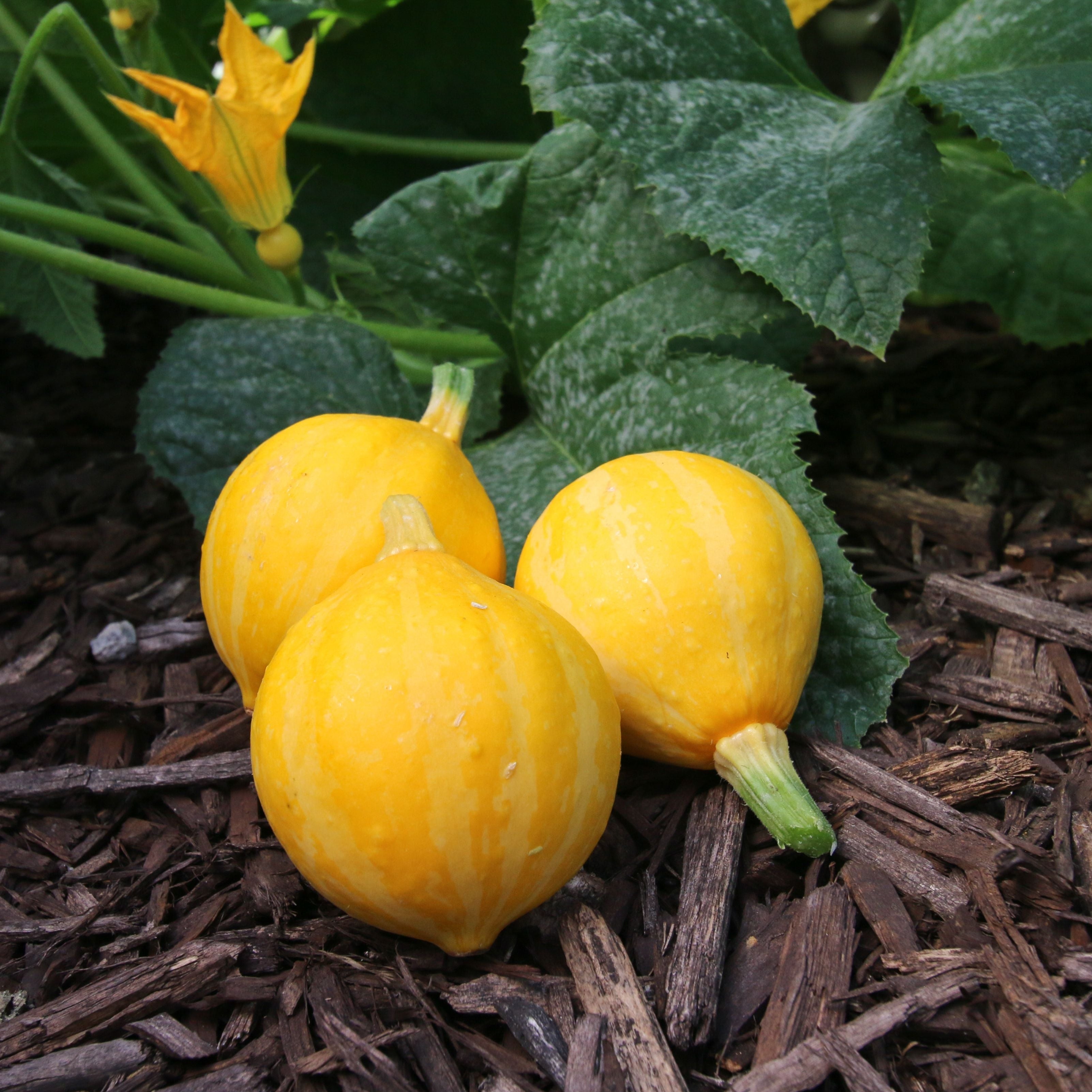 Lemon Squash – MIgardener