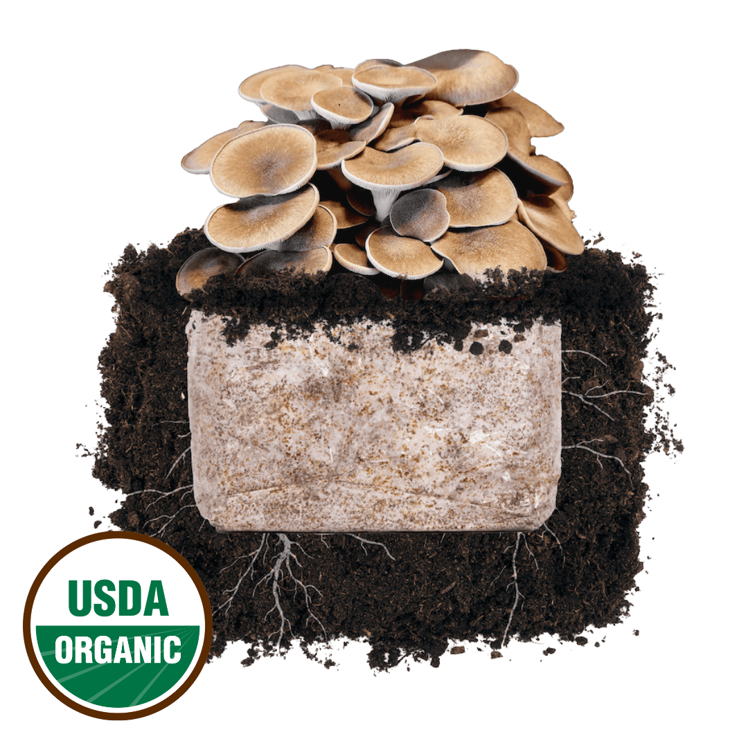 Black King Oyster &