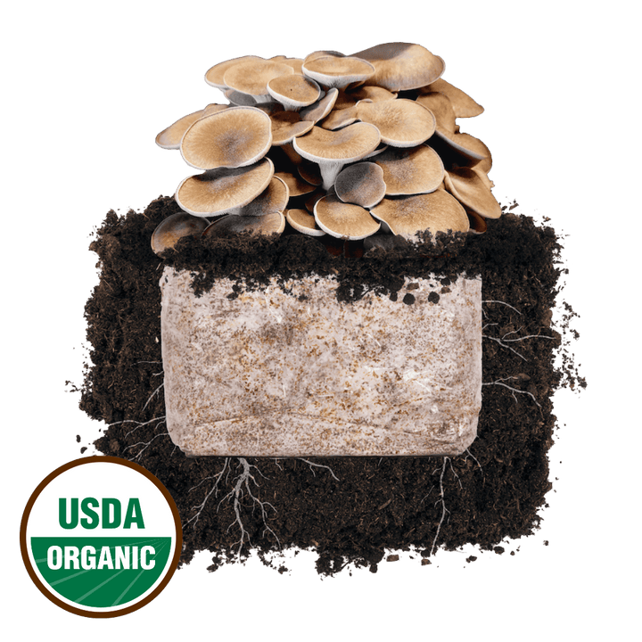 Black King Oyster &