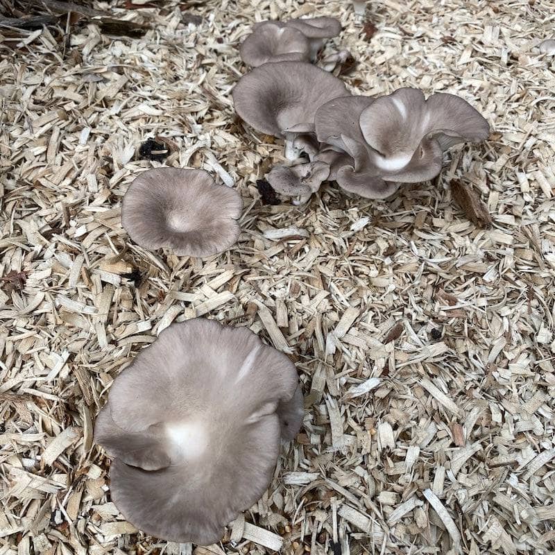 Italian Oyster &