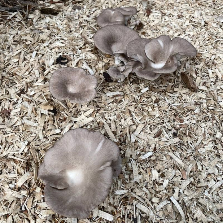 Italian Oyster &