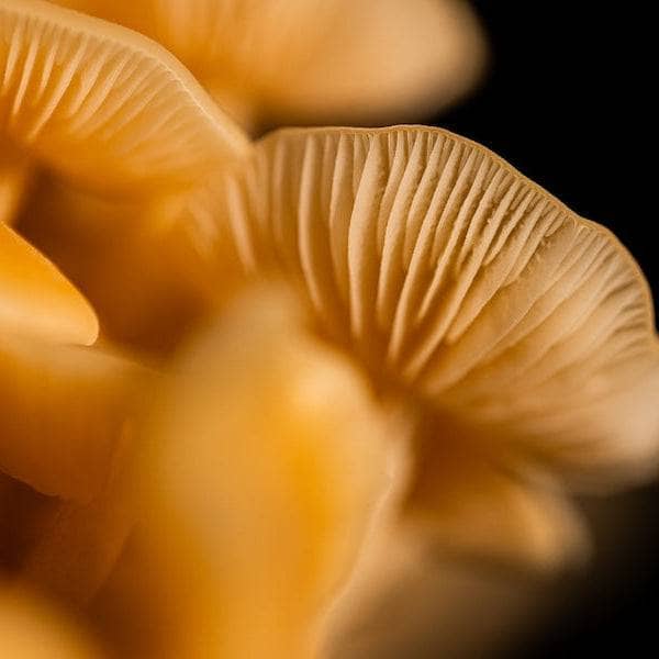 Organic Golden Enoki Mushroom Grain Spawn