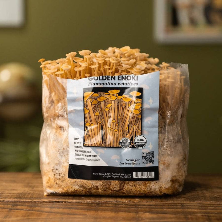 Organic Golden Enoki Mushroom Grow Kit Fruiting Block