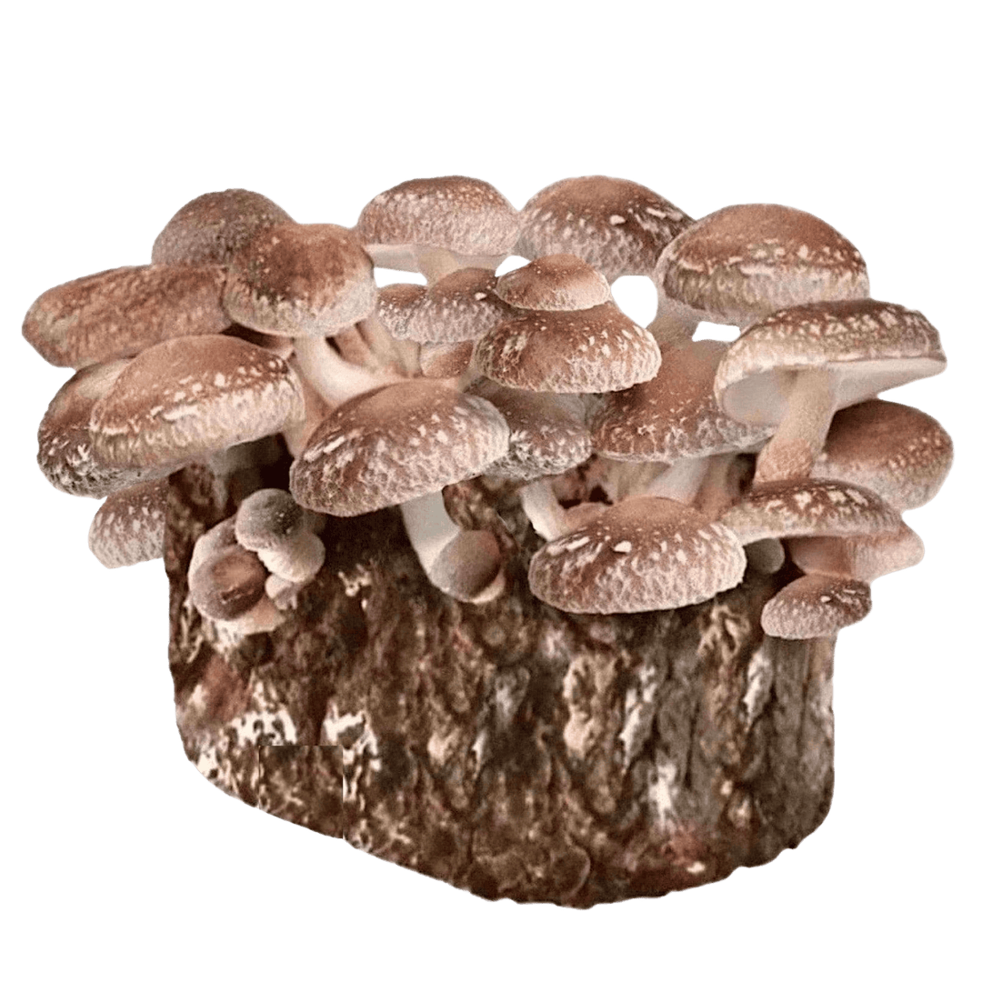 Organic Shiitake Mushroom Grow Kit Fruiting Block