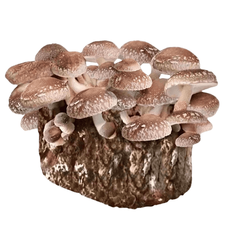 Organic Shiitake Mushroom Grow Kit Fruiting Block