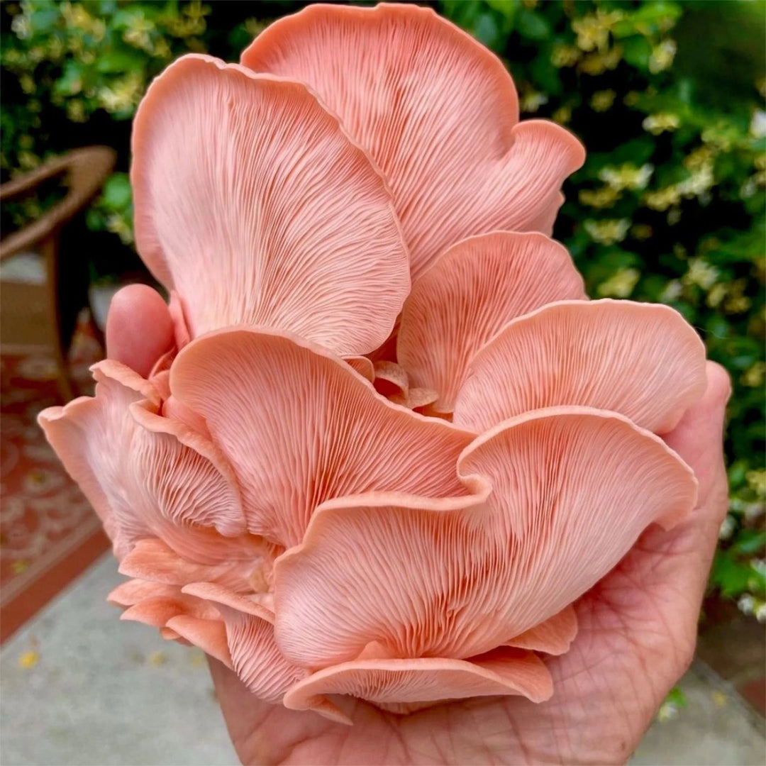 Pink Oyster &