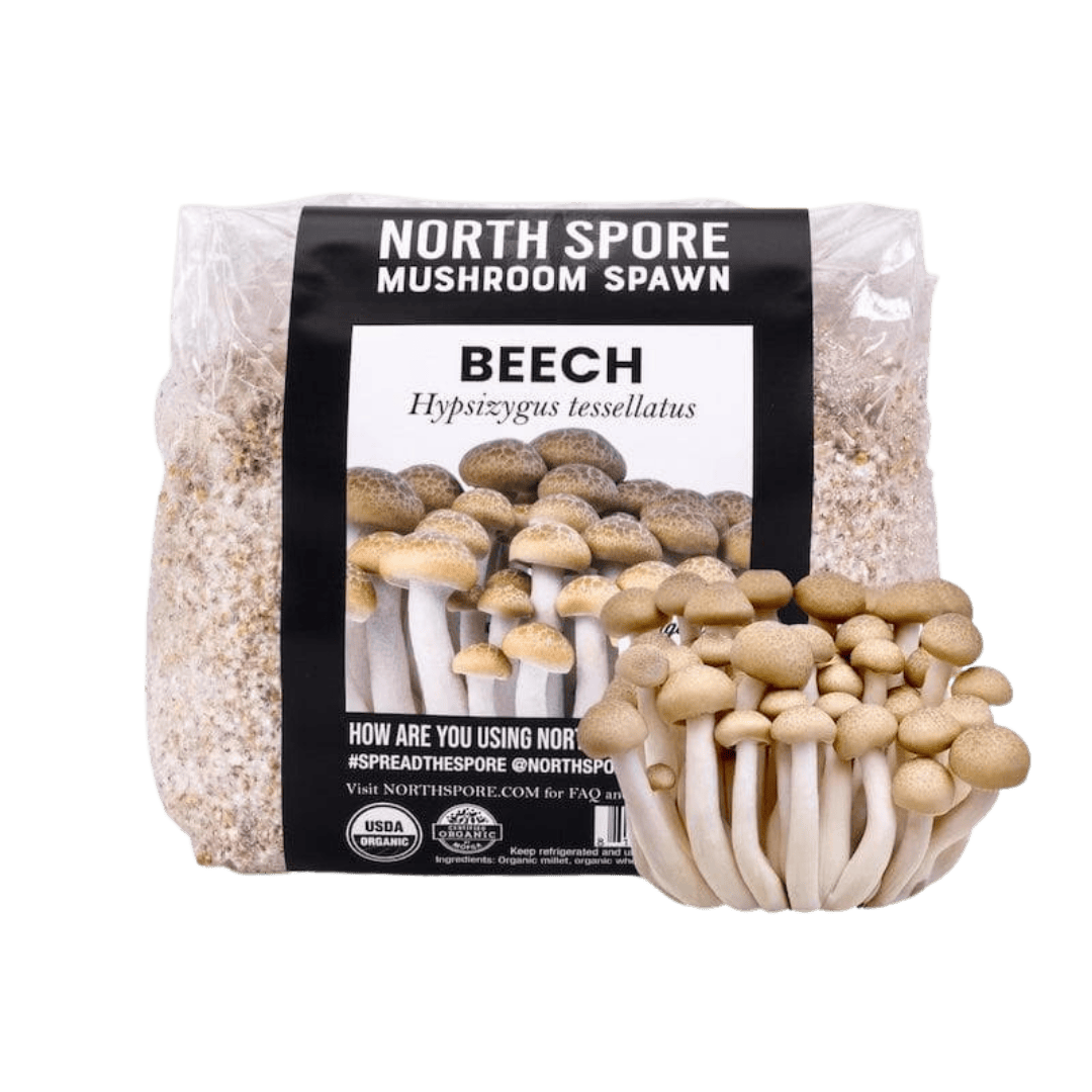 Organic Beech Mushroom Grain Spawn