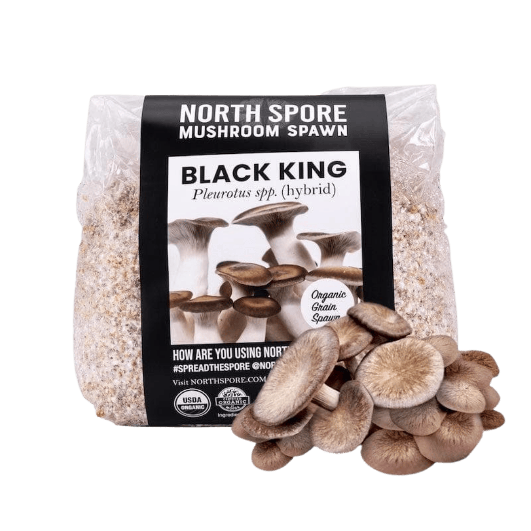 Organic Black King Mushroom Grain Spawn