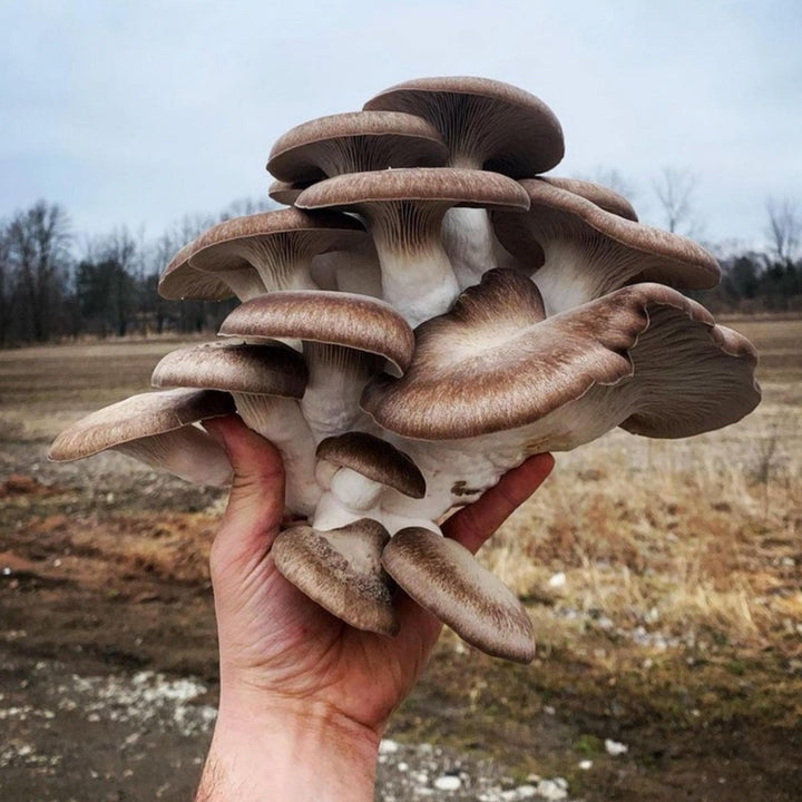Organic Black King Mushroom Grain Spawn