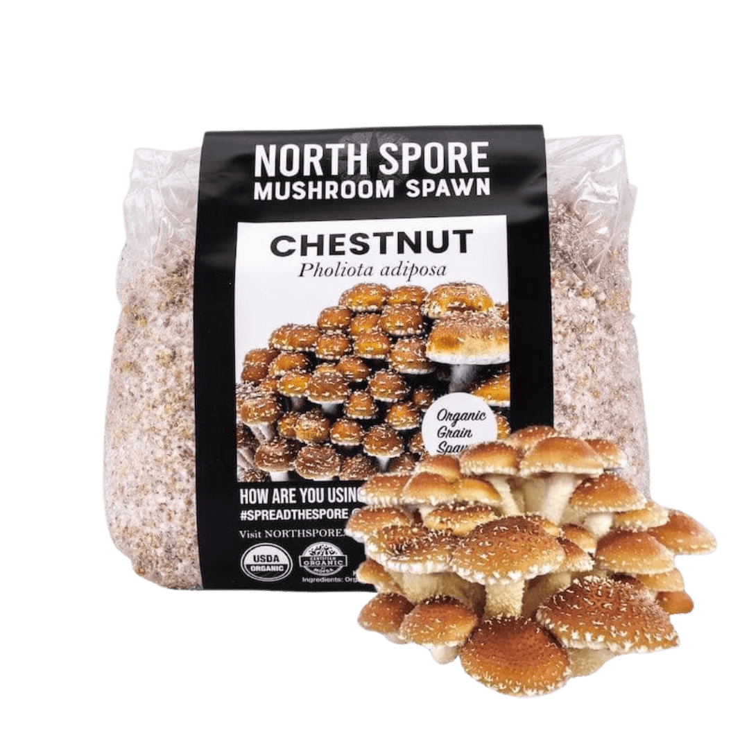 Organic Chestnut Mushroom Grain Spawn