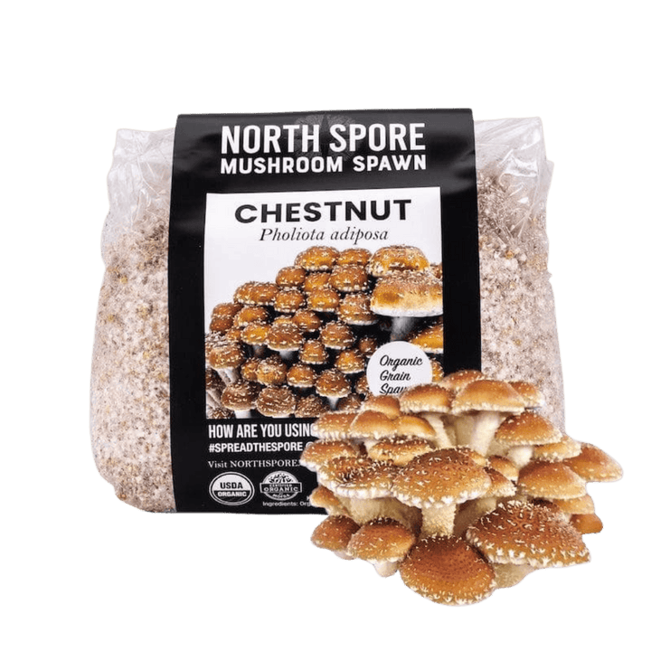 Organic Chestnut Mushroom Grain Spawn