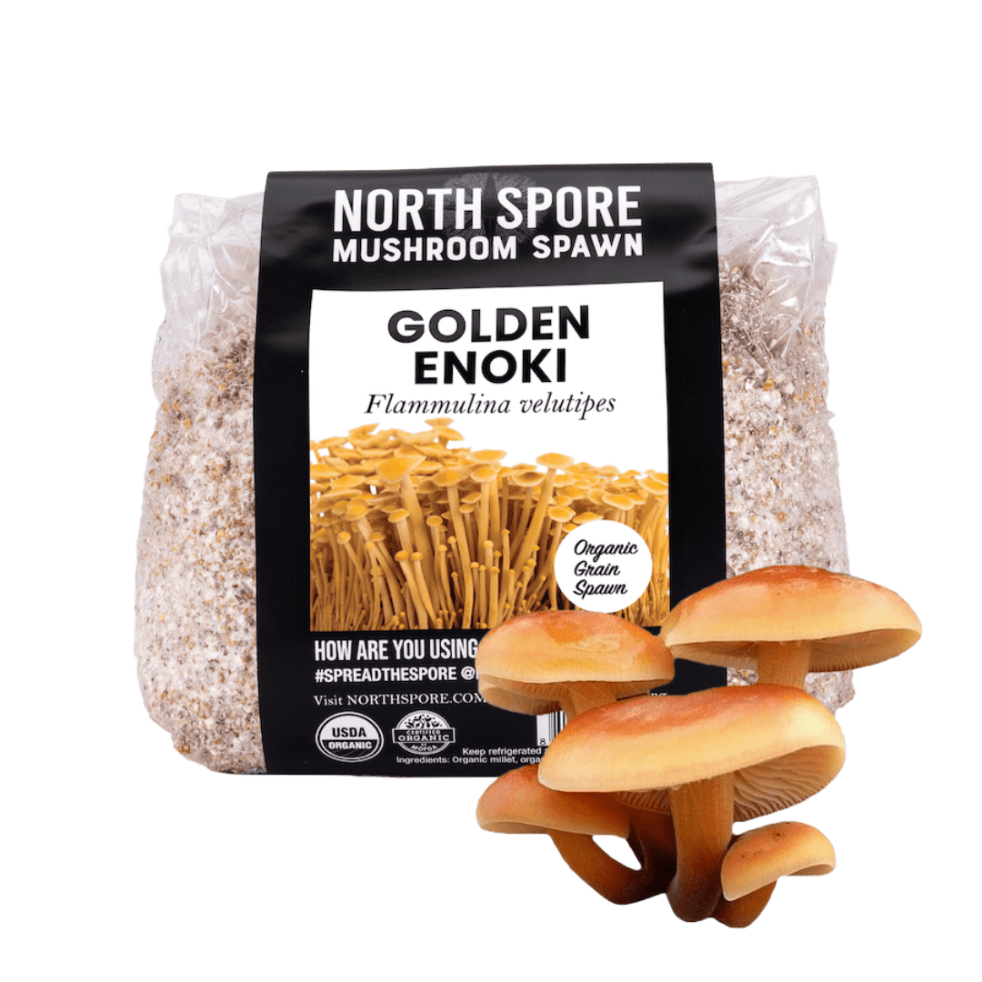 Organic Golden Enoki Mushroom Grain Spawn